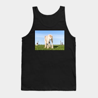 Italian Spinone dog training in progress Tank Top